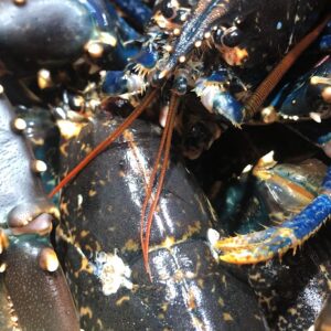 Bogavante vivo nacional