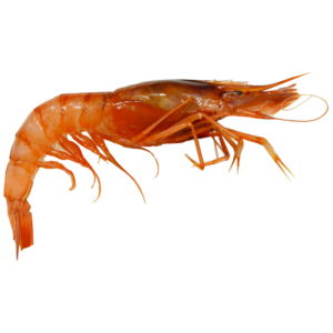 Gamba llagostinera