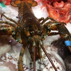 Llamàntol viu canadenc