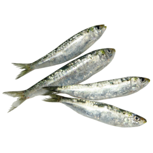 Sardina