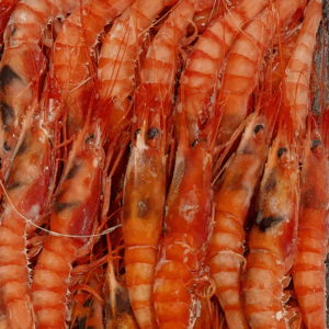 Gamba llistada extra N. 1